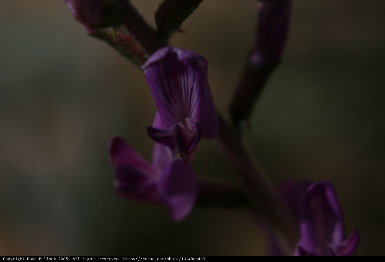 Purple Orchid in Close Up