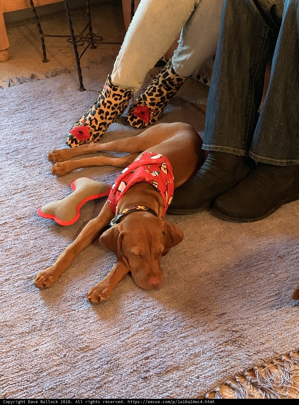 Cozy Companions
