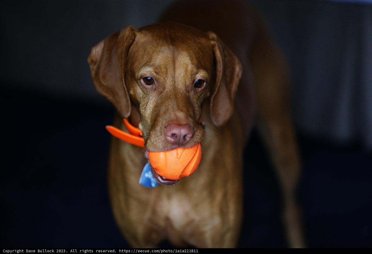 Playful Pup in Carmel Valley Ranch