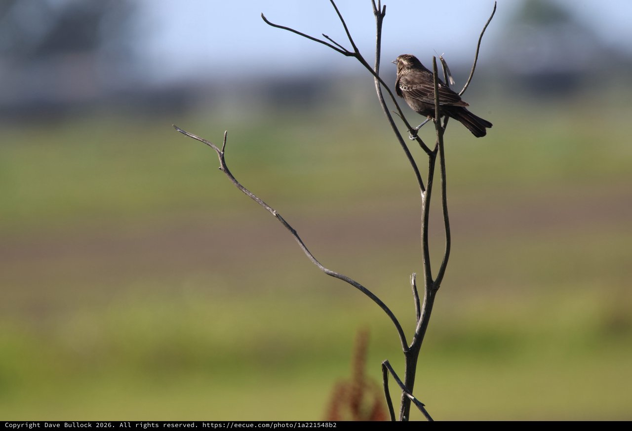 Small Brown Bird Perched on Bare Branch