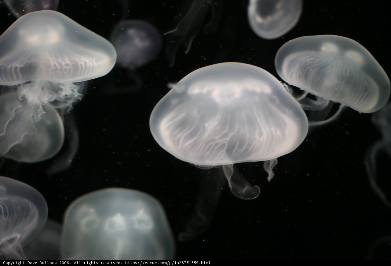 A Spectacle in the Dark Depths