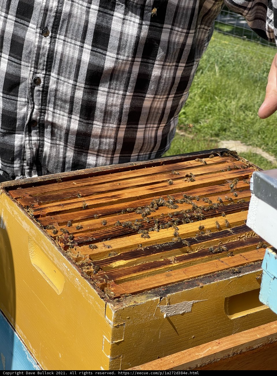 Beekeeping in Carmel
