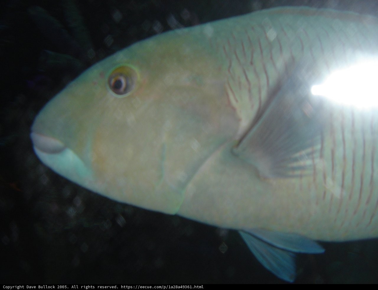 Yellow-Headed Fish in its Natural Habitat