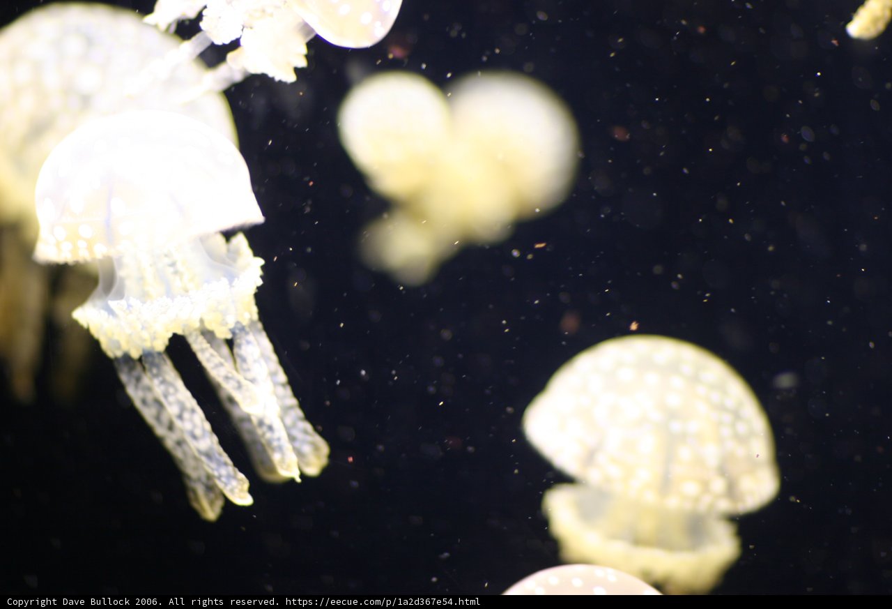 Jellyfish Ballet
