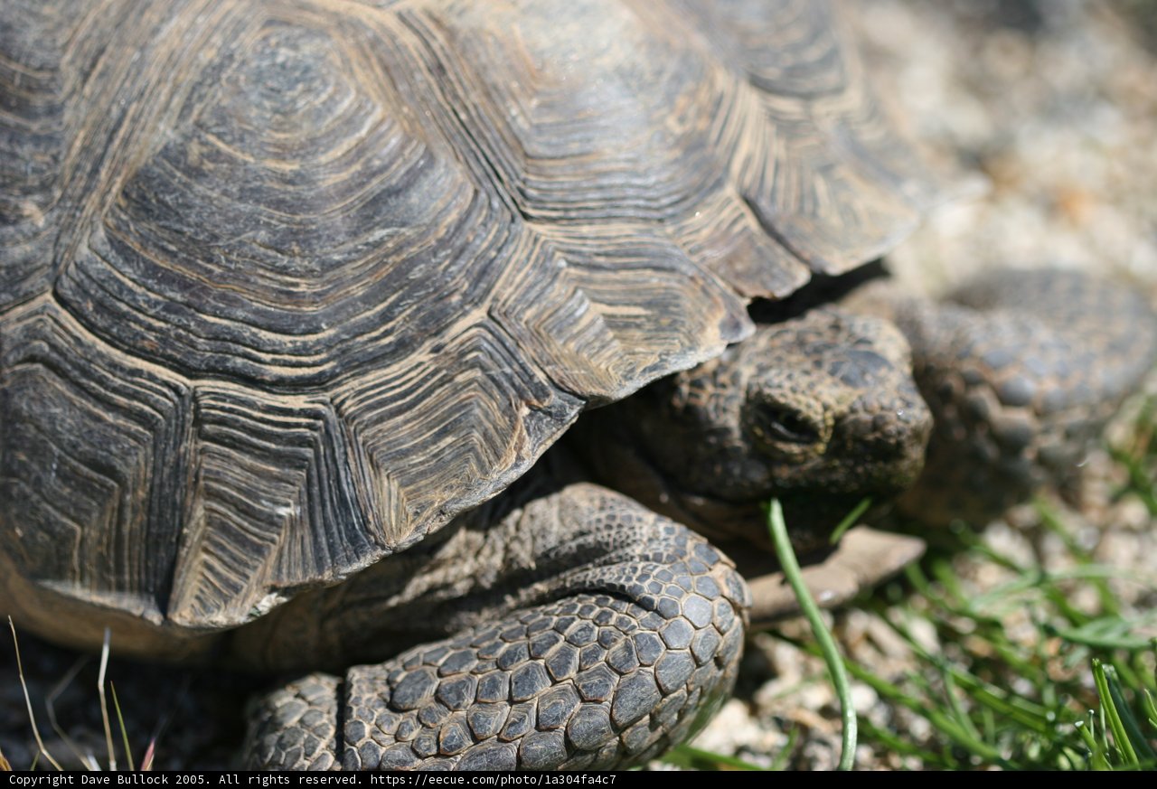 Turtle Time