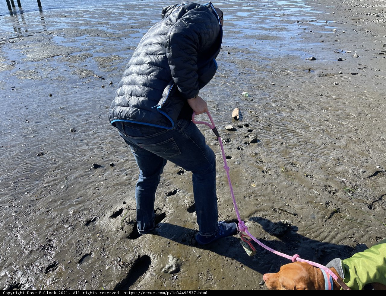 Beachside Stroll with Furry Companion