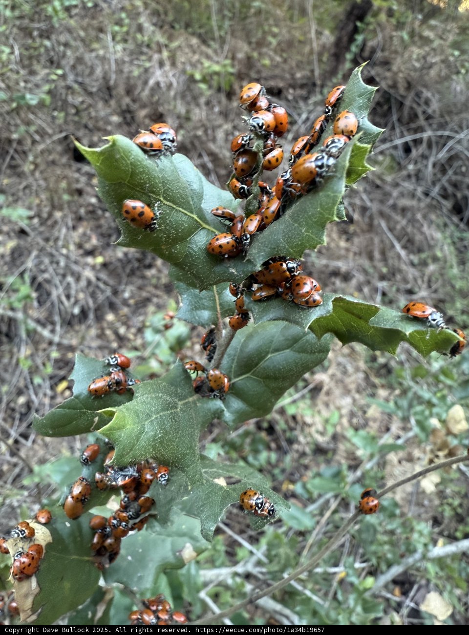 Ladybug Gathering on the Huckleberry Trail