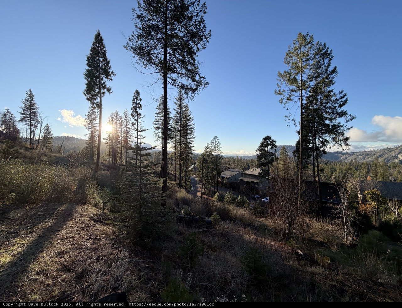 Golden Hour Sunburst Through Sierra Nevada Pines