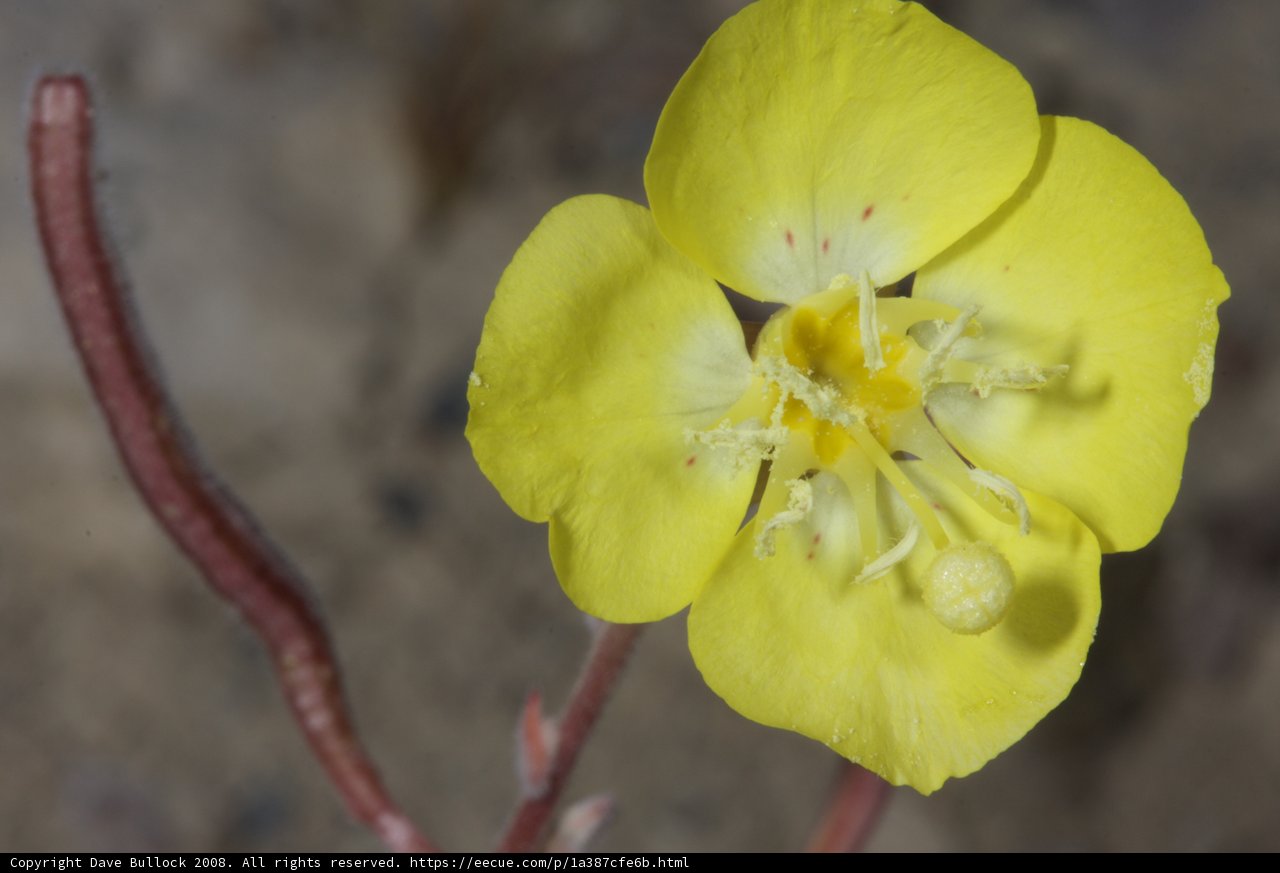 Desert Geranium