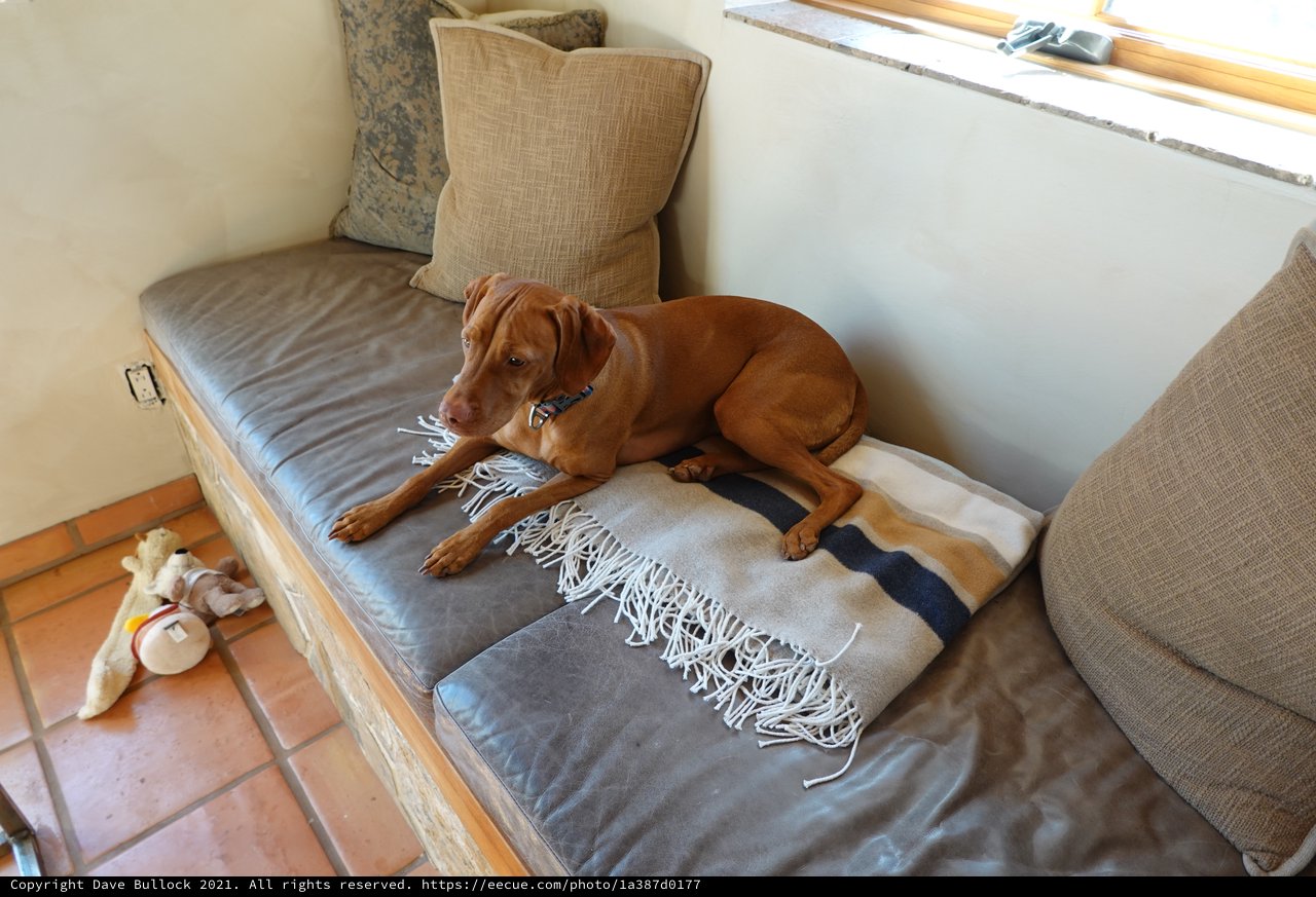 Dog Relaxing on Boat Cabin Cushions