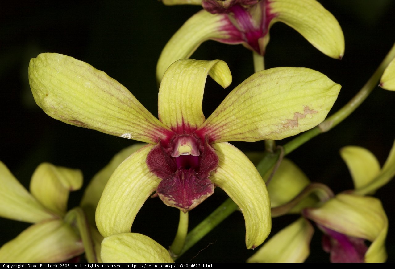 A Vibrant Yellow Orchid with Purple Petals and a Red Center