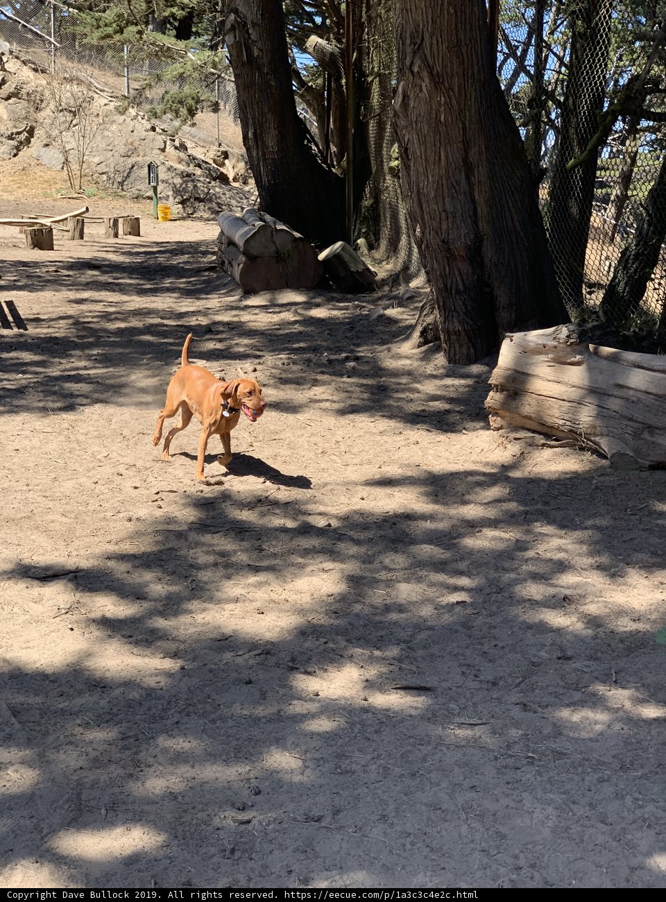 Playful Pup at Upper Douglass Park