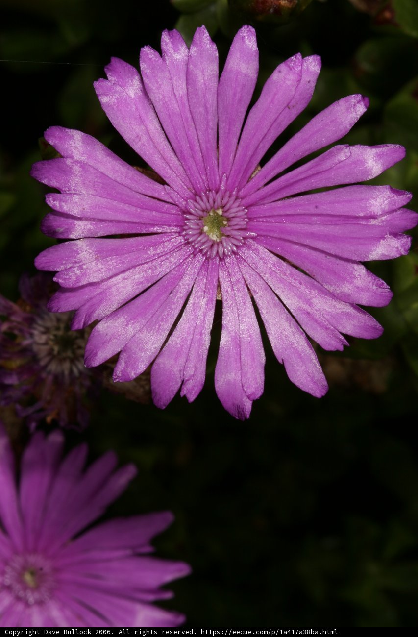 Purple Daisy and Geranium Blooms
