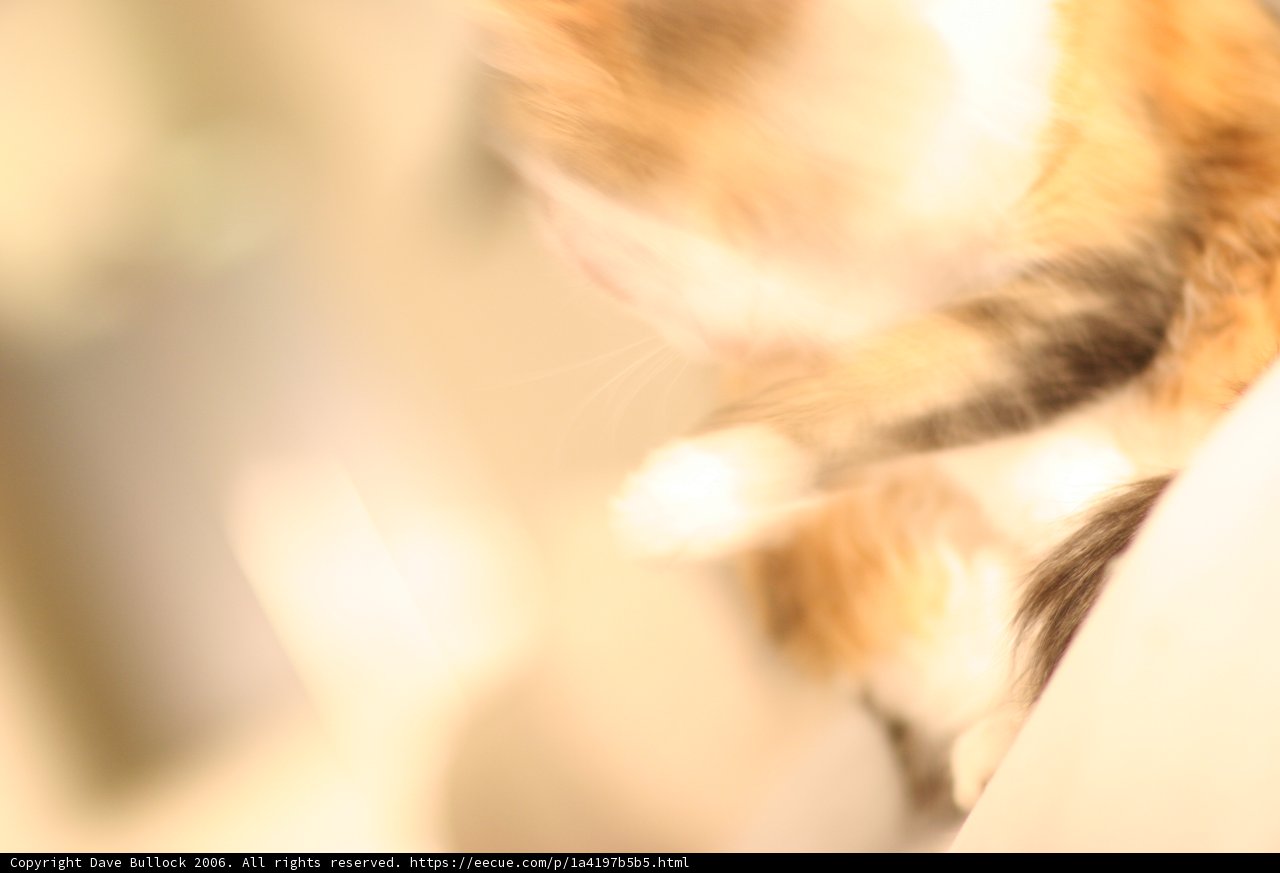 Feline Mystery
