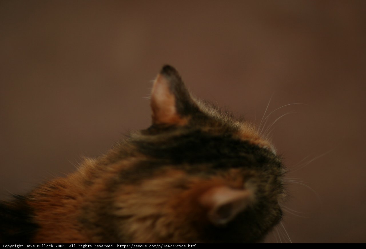 Feline Focus