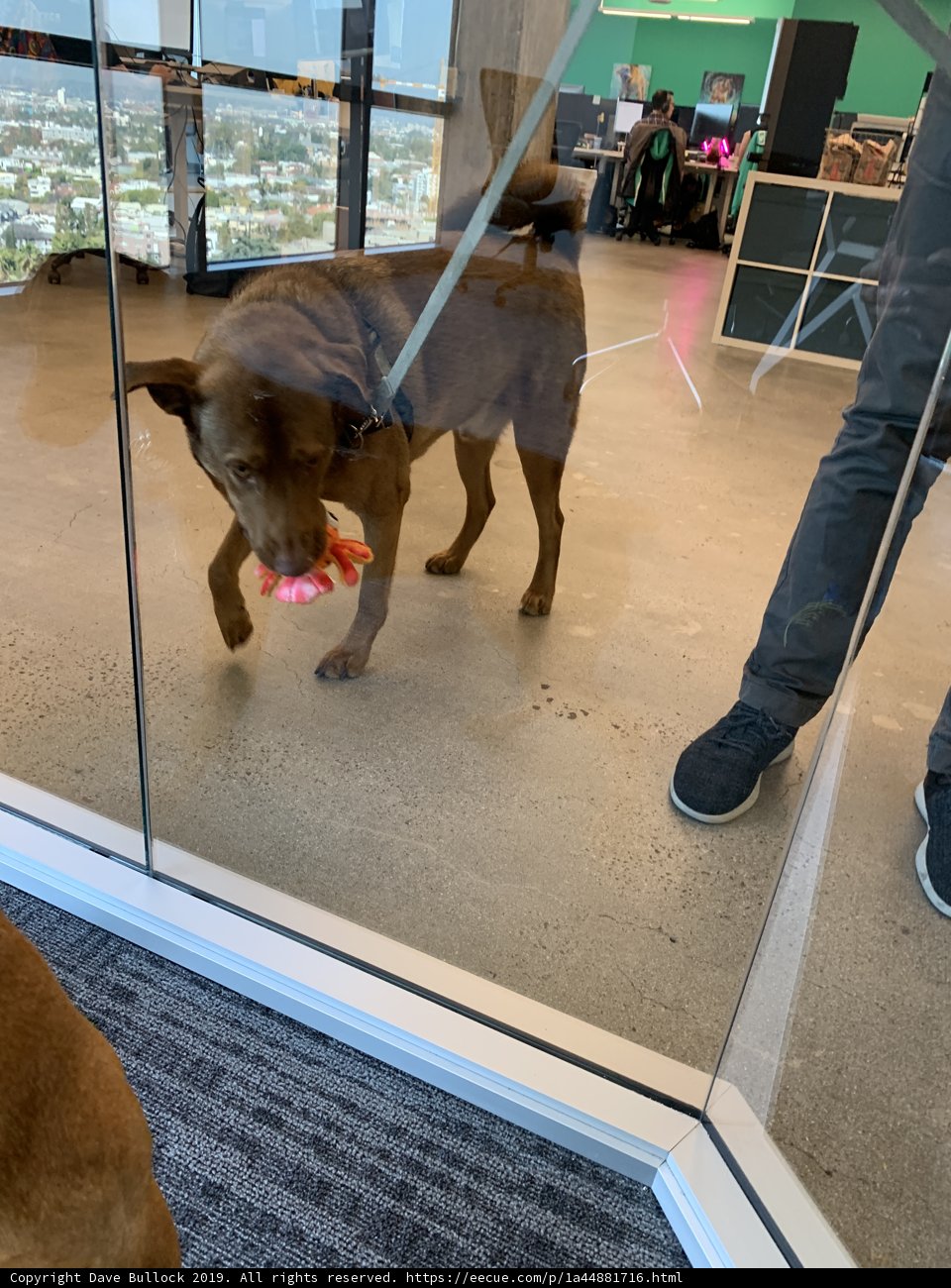 Playful Pup at the Glass Door