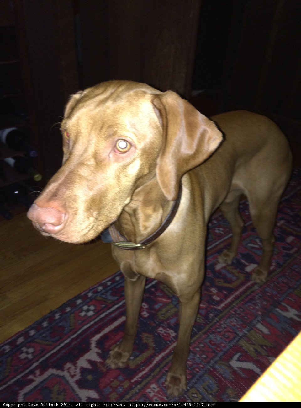 Furry Hound on Rug
