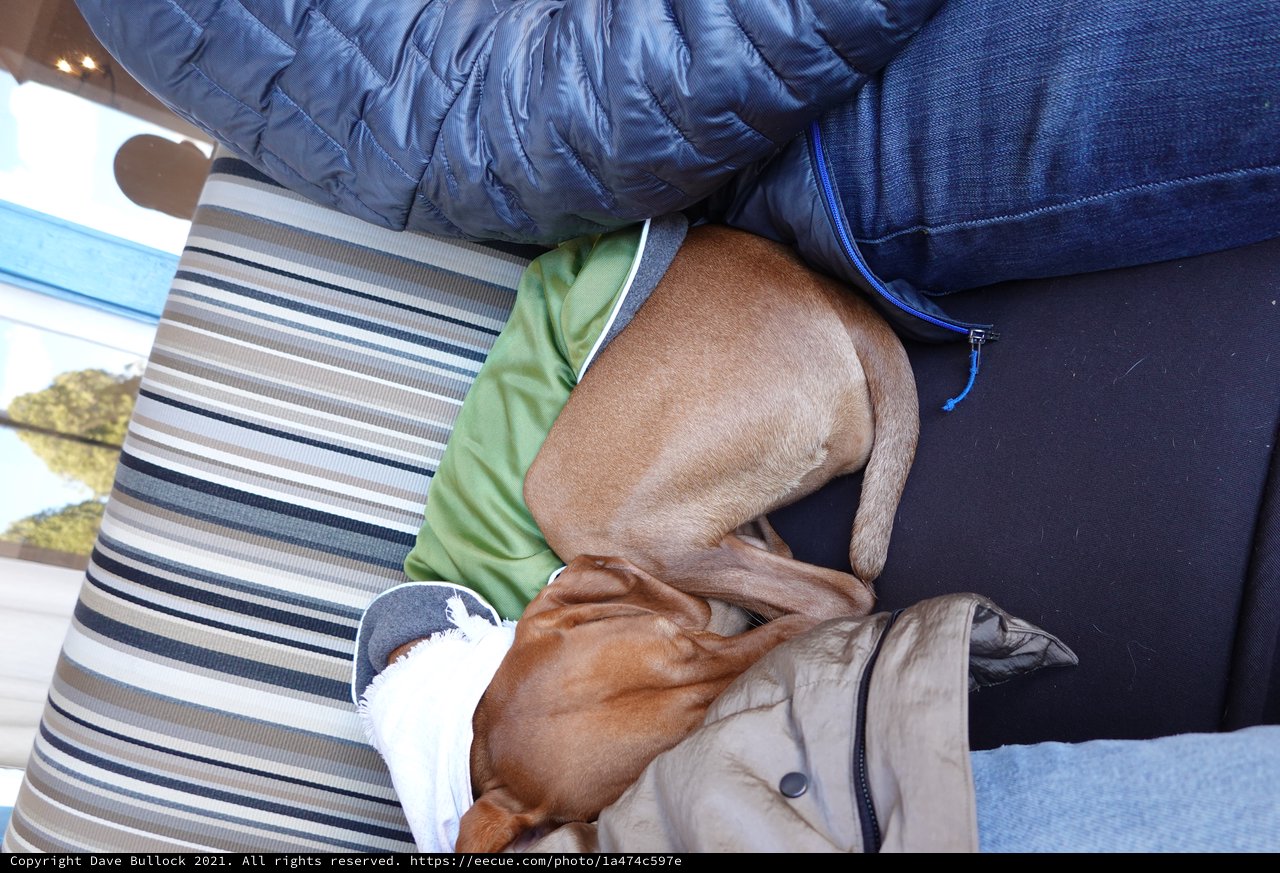 Dogs Cuddling Together on Blue Couch