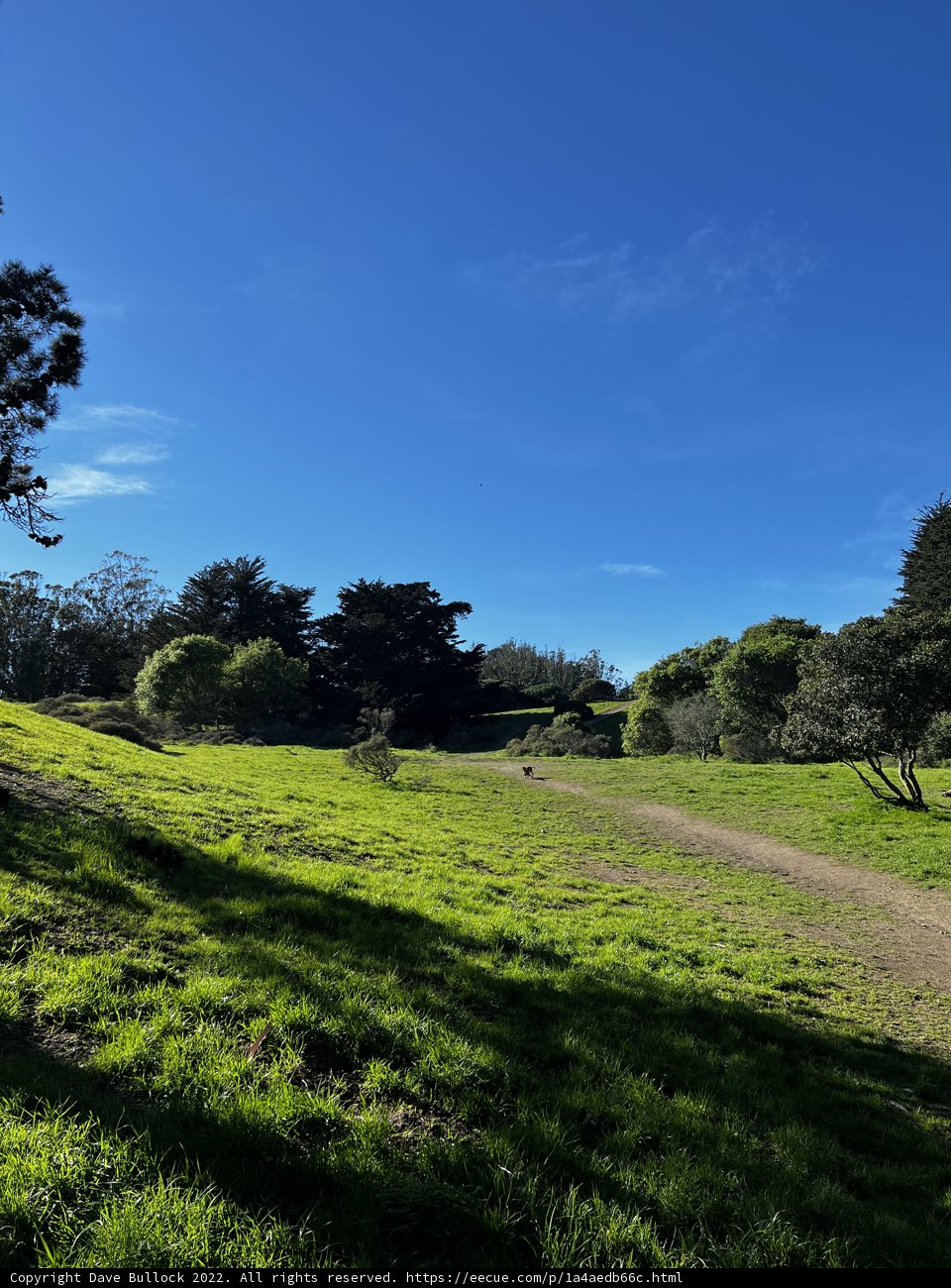 Serene Pasture in McLaren Park