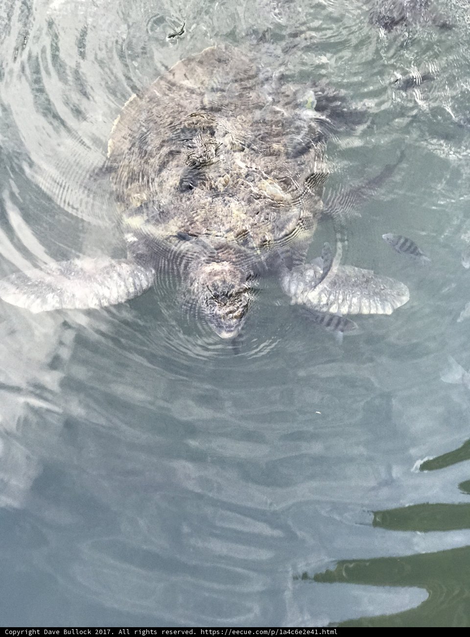 Majestic Sea Turtle