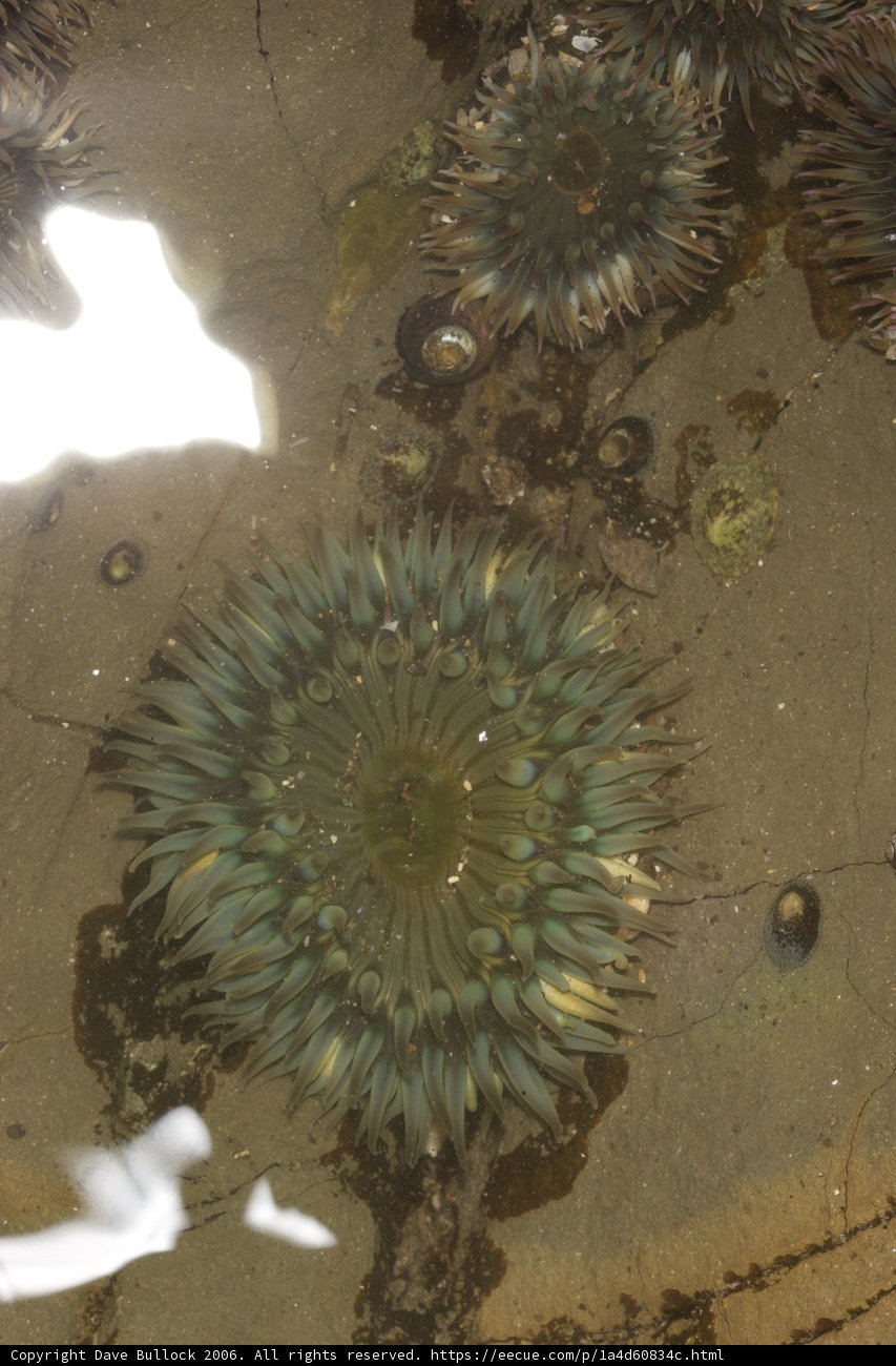 Sea Urchins in the Pond