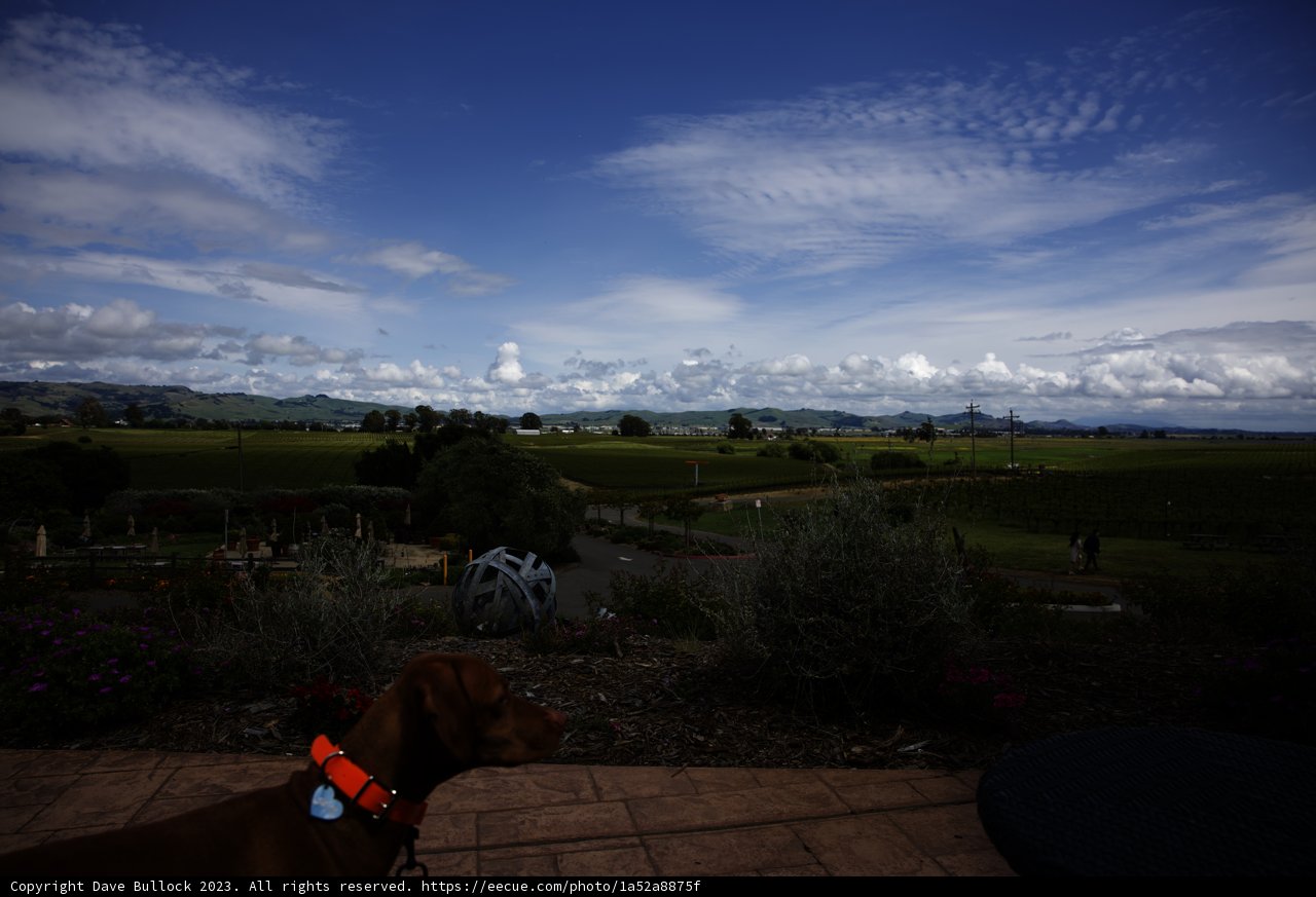 Playful Pooch at Bouchaine Vineyards