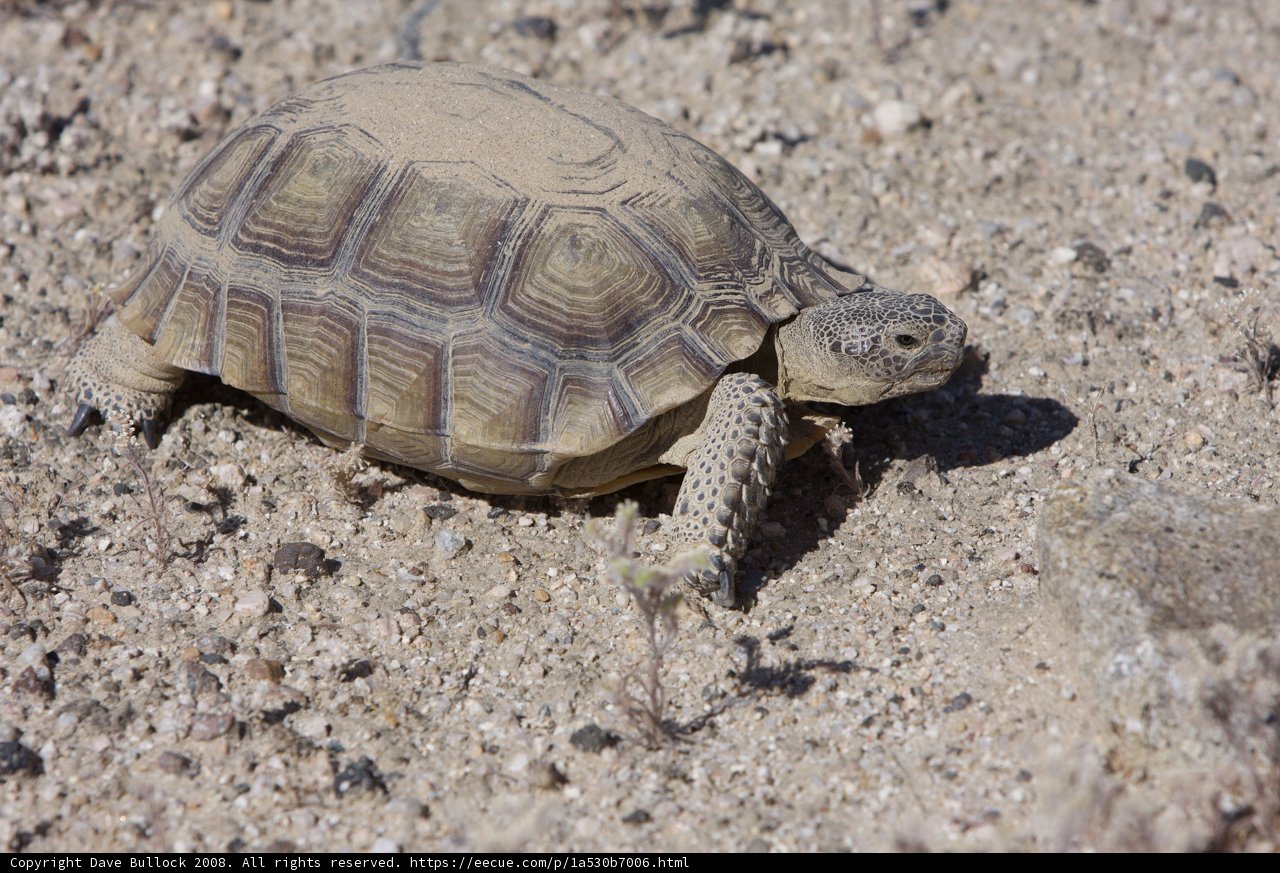 Desert Turtle Trek