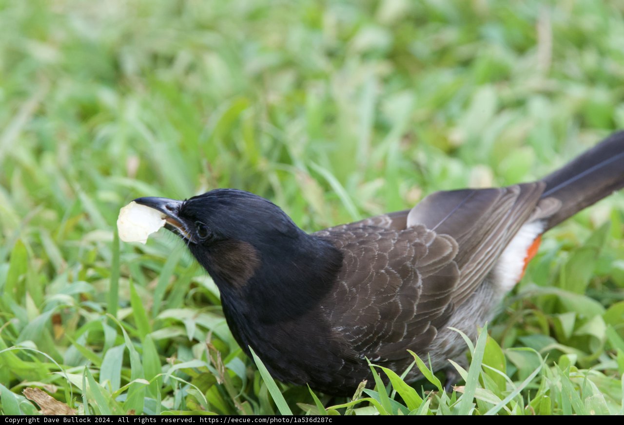 Midday Snack at Honolulu Zoo