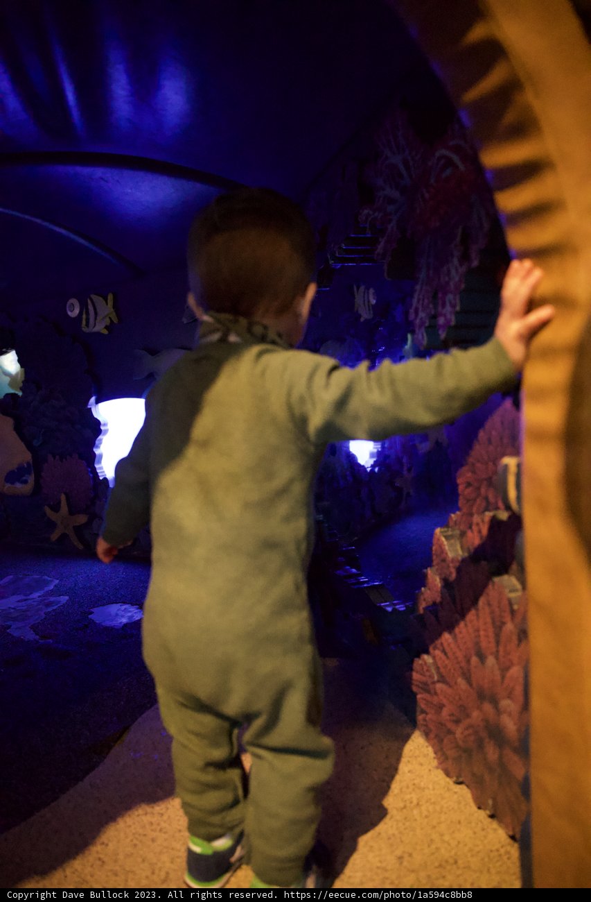 Adventures at Monterey Bay Aquarium