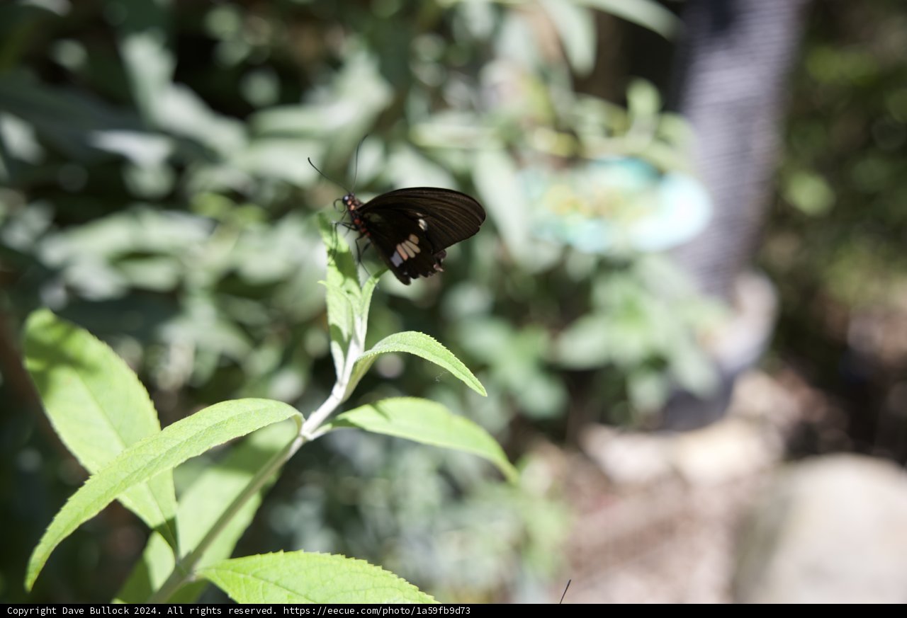 Celebrating Life and Nature
