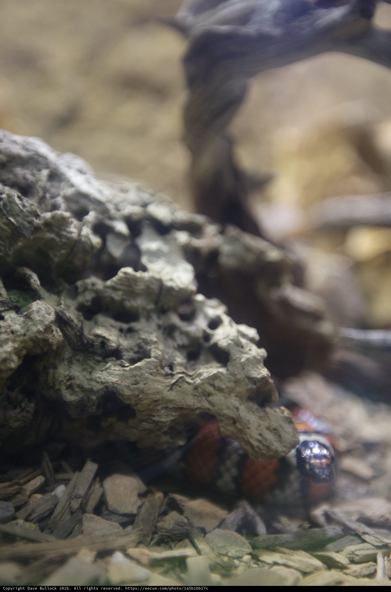 Macro Close-Up of Textured Rock Formation with Small Creature