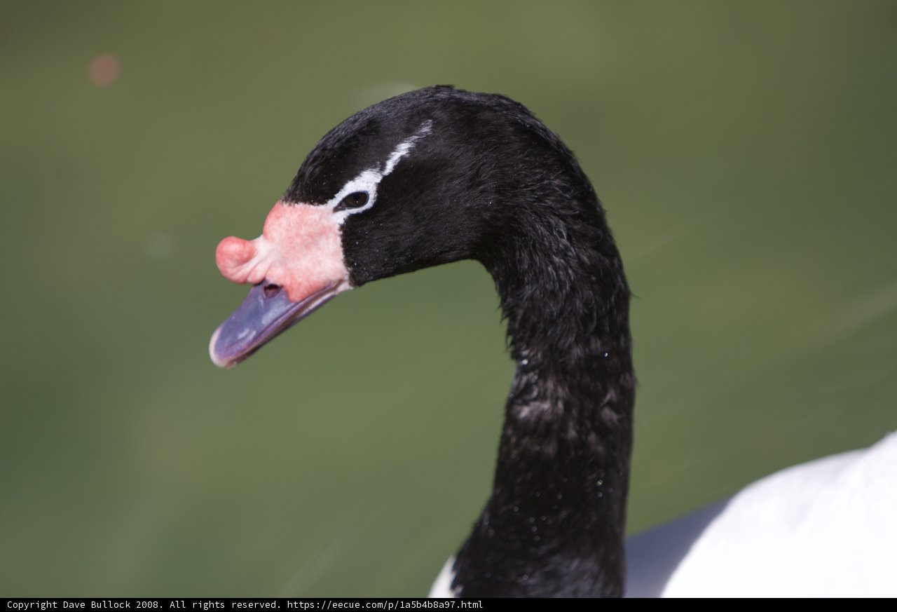 The Elegant Black and White Swan