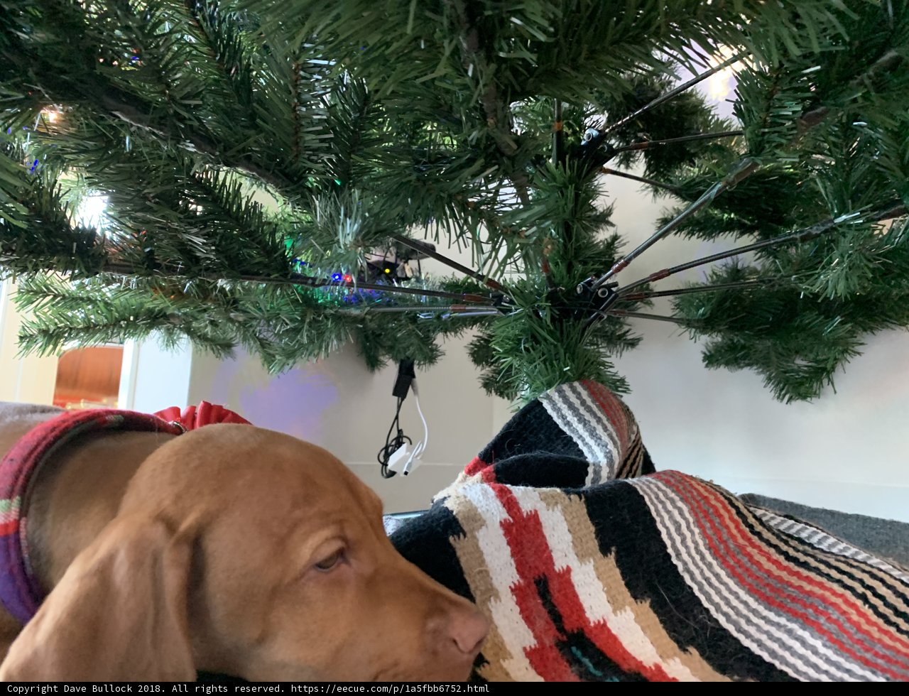 A Cozy Christmas Companion