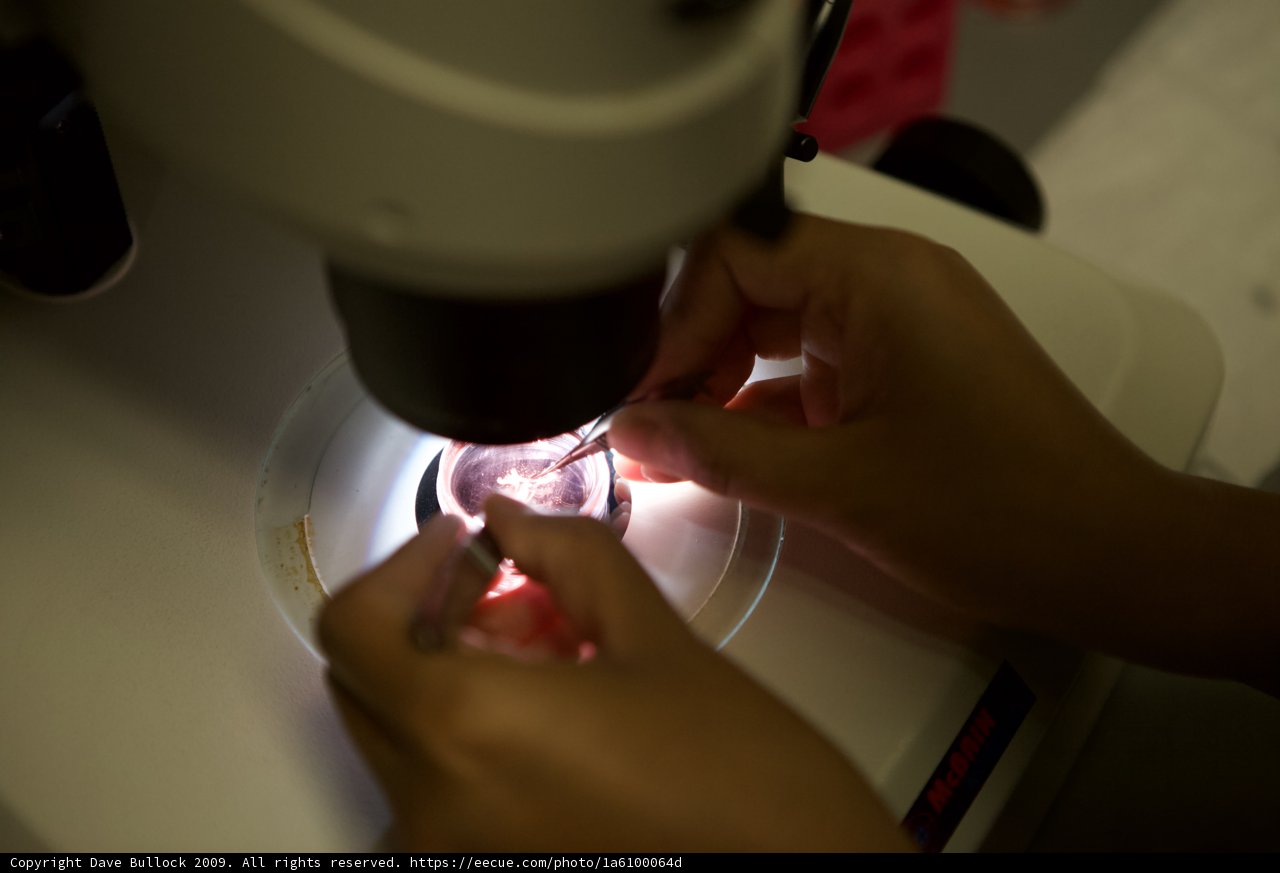 Microscopic Investigation