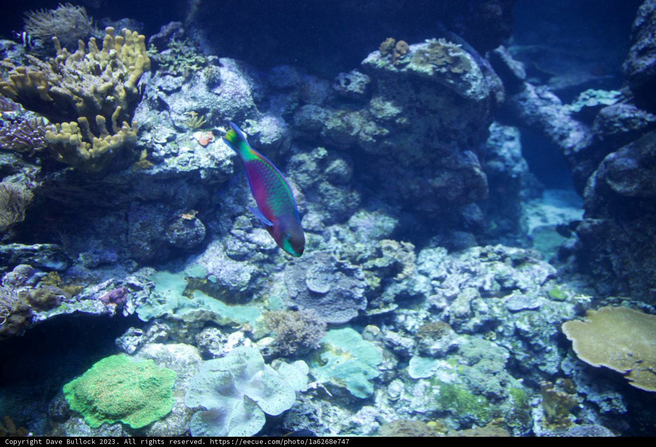Majestic Dive into the Aquatic Avatar