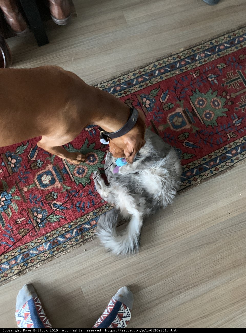Playful Pets on a Chic Hardwood Floor