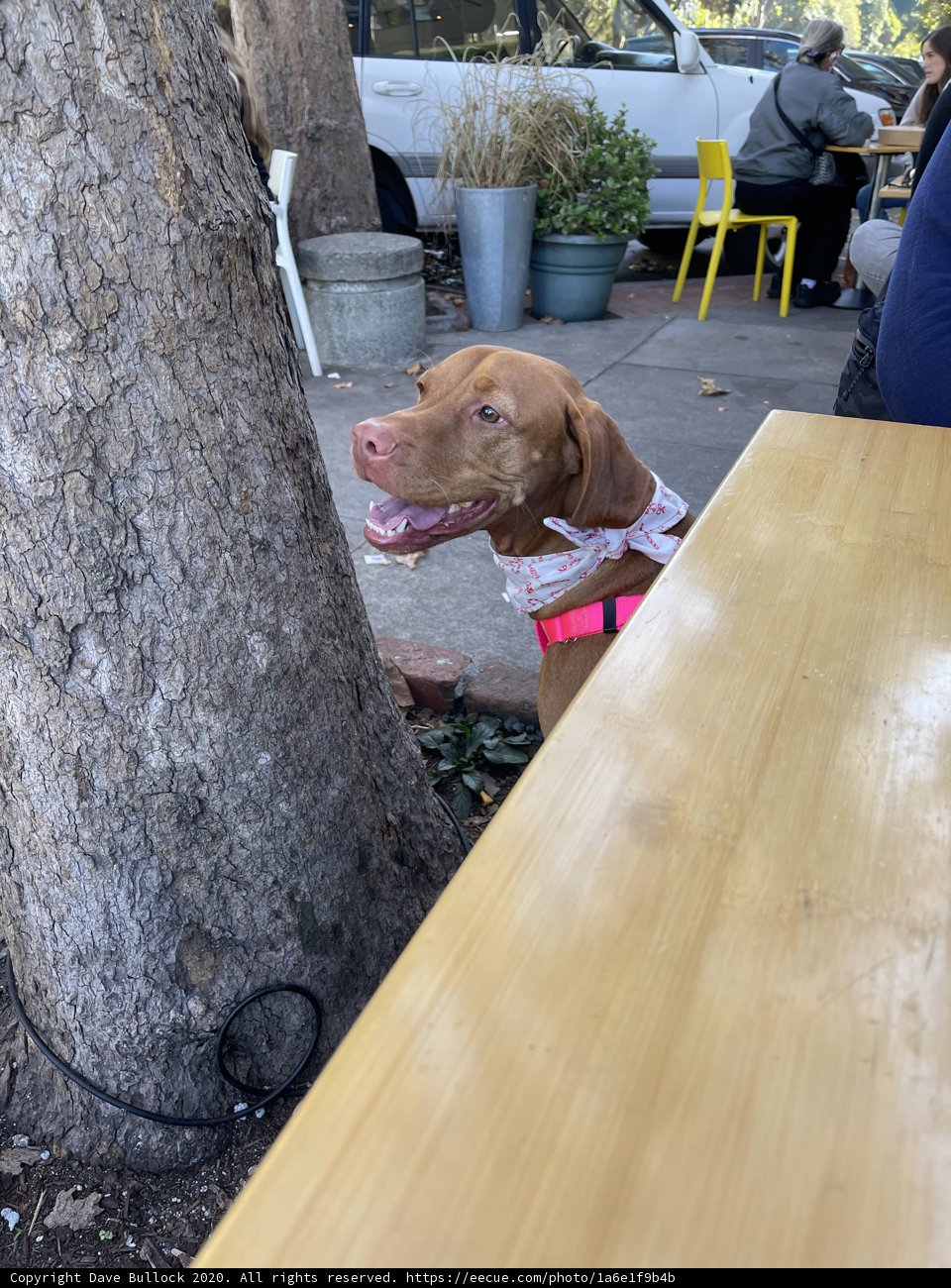 The Fashionable Vizsla