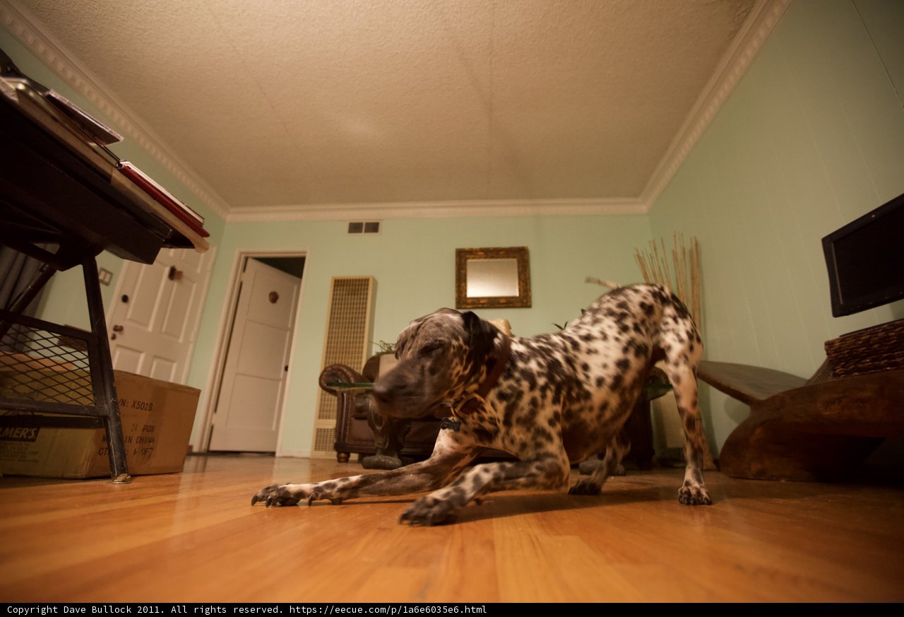 Man's Best Friend in a Wooden Domain