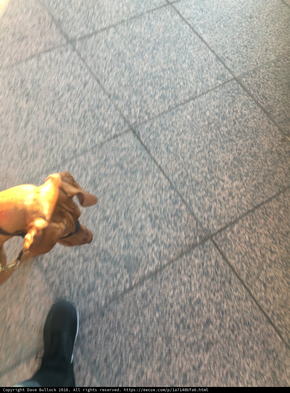 Paws on Tile