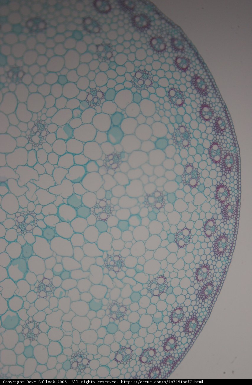 Blue Plant Cell Rug