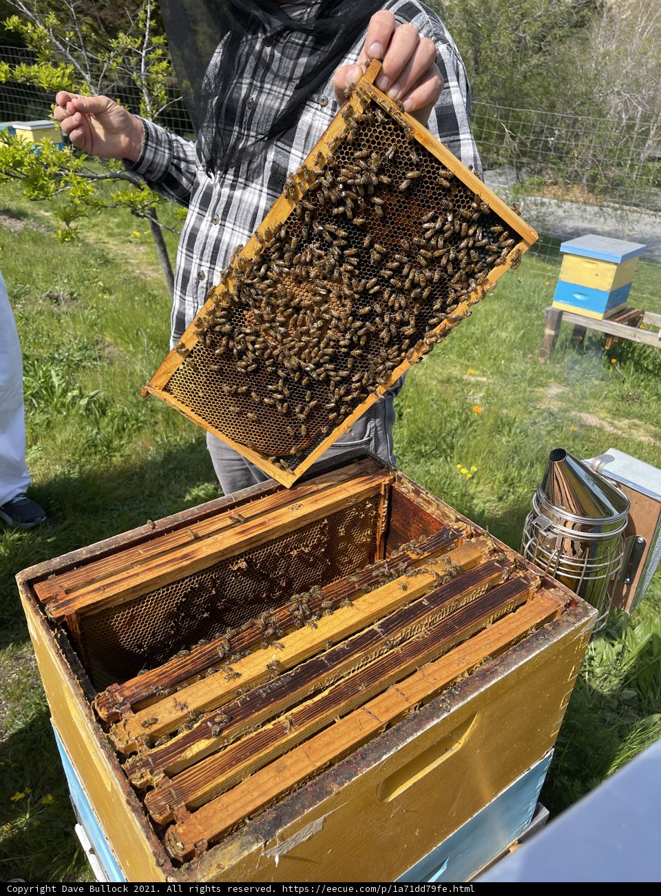 Beekeeping in Carmel, California