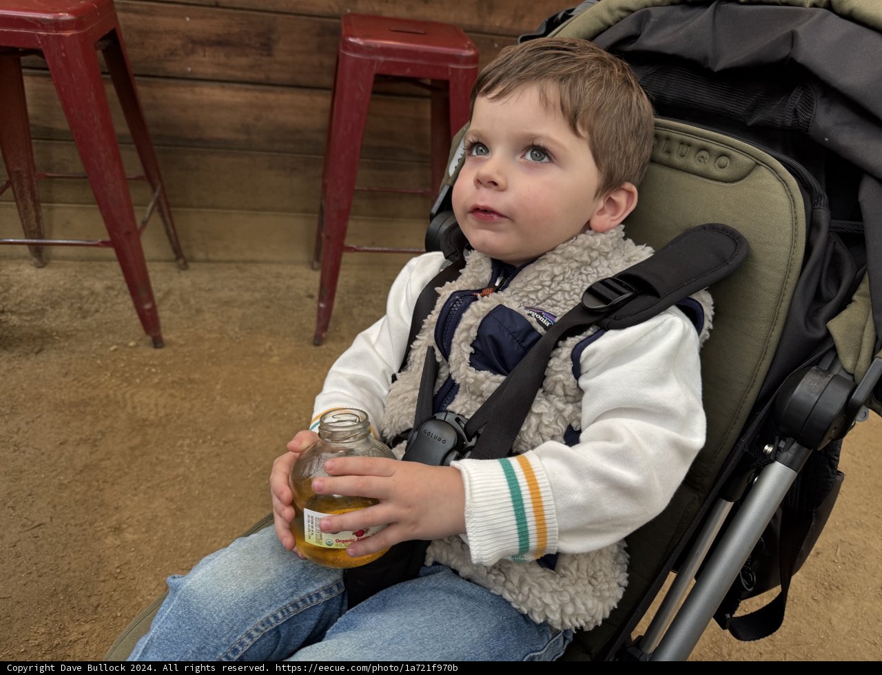 Curious Eyes in Sonoma