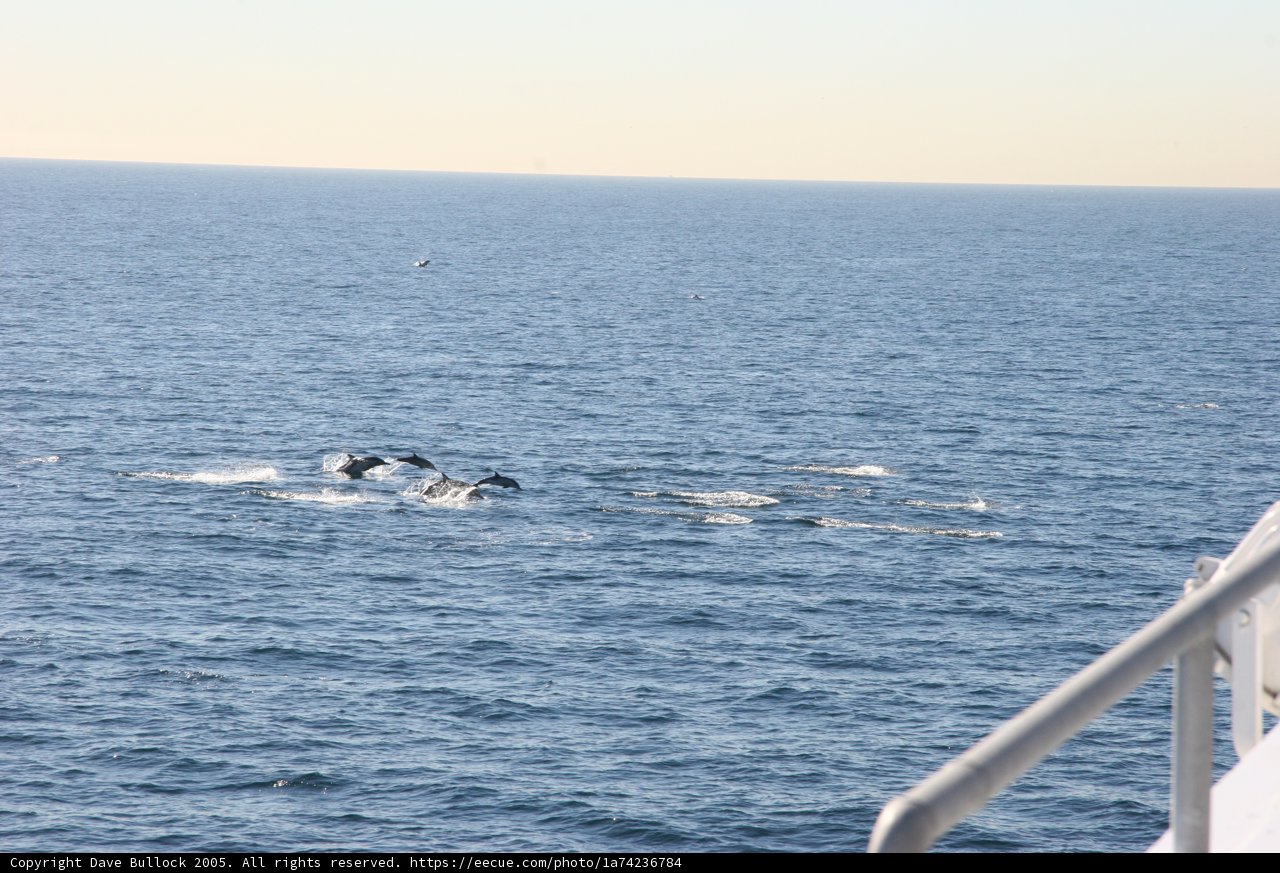 Majestic Humpback Whales in the Pacific