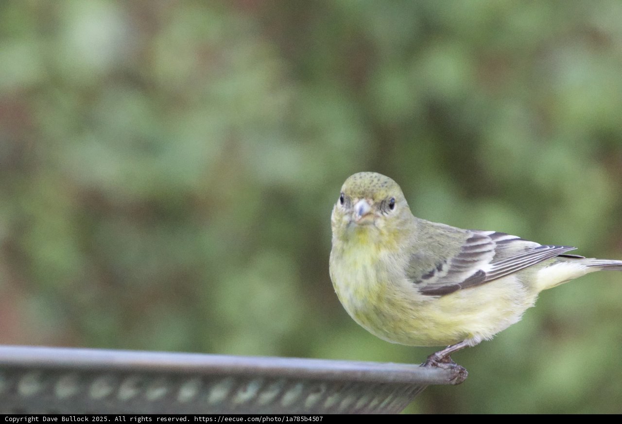 Curious Finch in Springtime