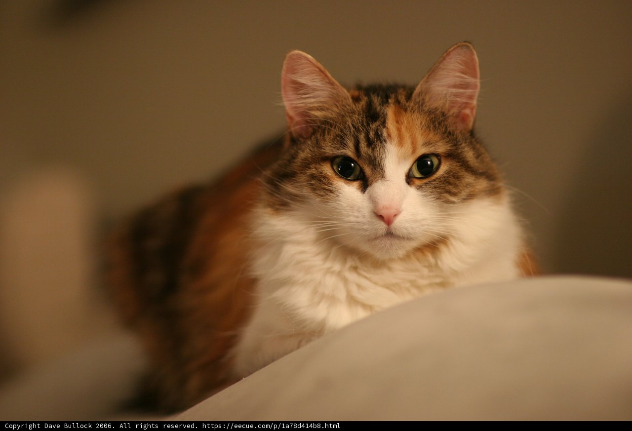 Calico Couch Companion
