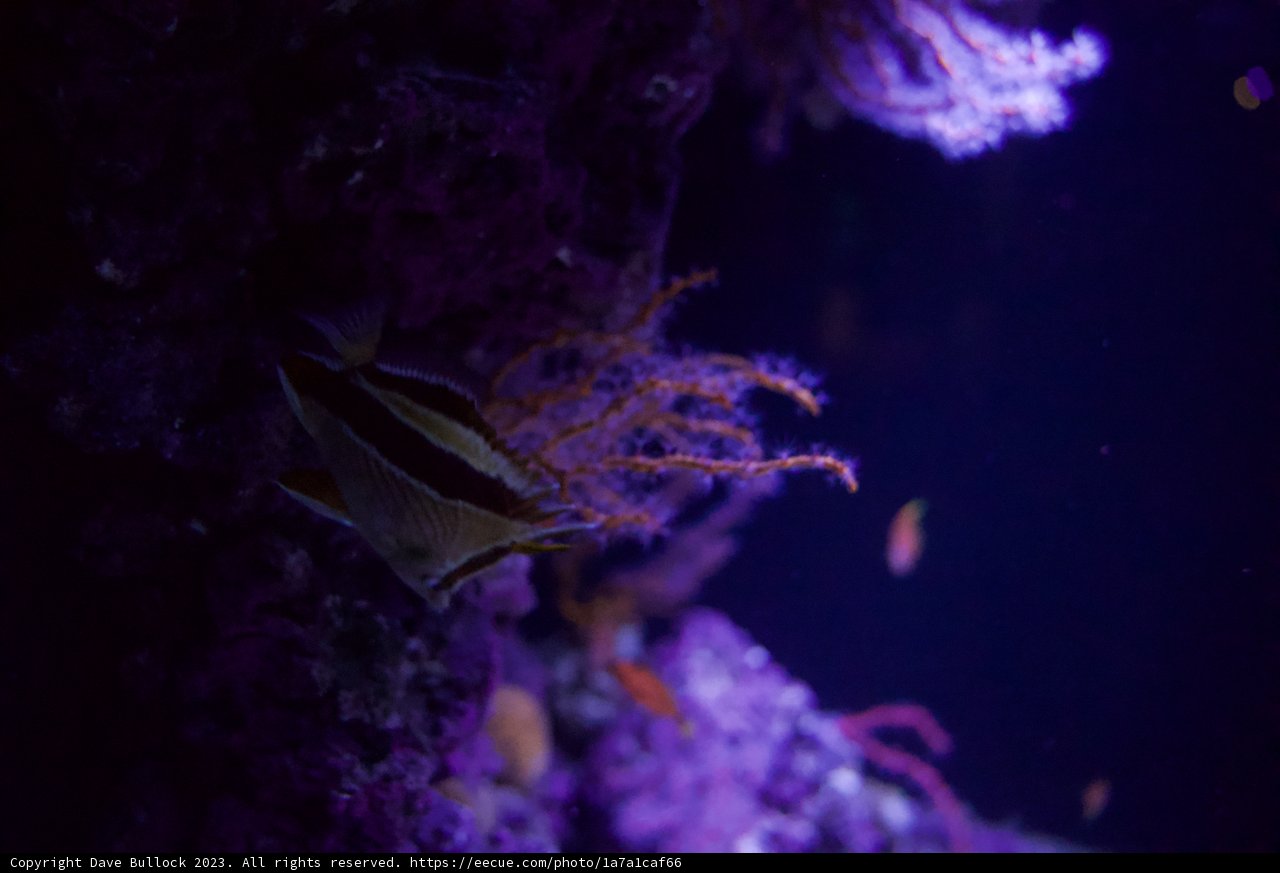 Underwater Enchantment: A Purple Marvel