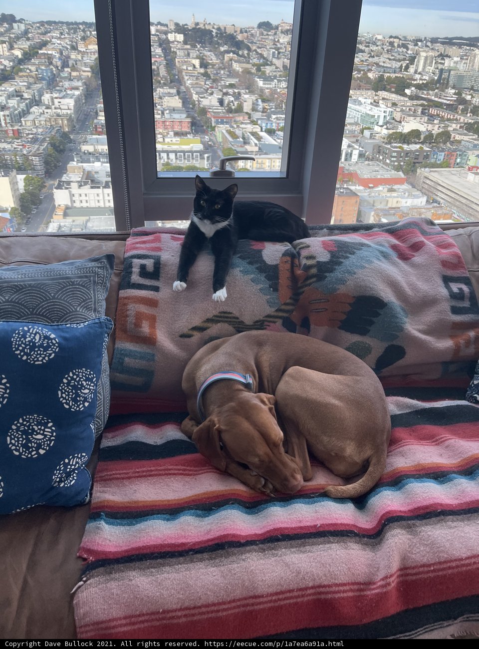 Furry Friends on the Couch