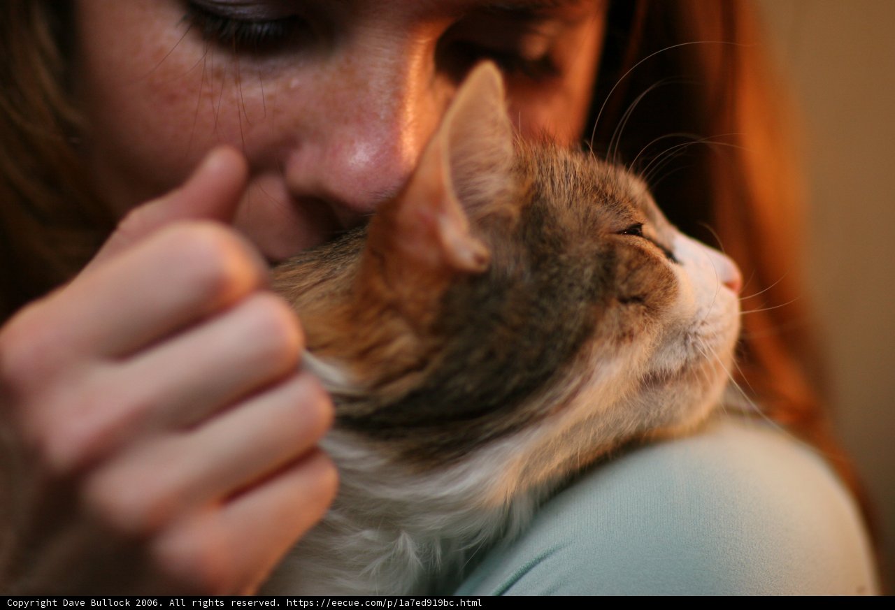 Woman Cuddling with her Beloved Abyssinian Cat