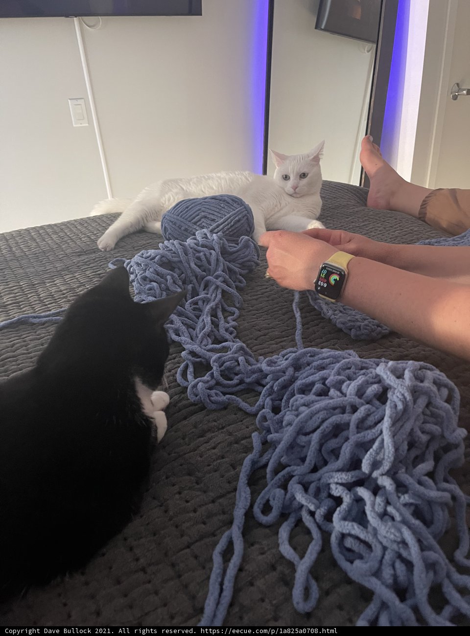 Cozy Evening with My Feline Friend