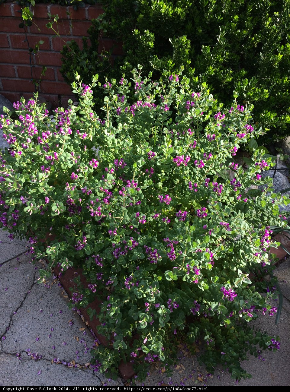 Purple Floral Bush in Los Angeles